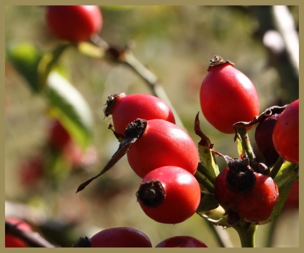 How to Use Rosehip Oil for Eczema
